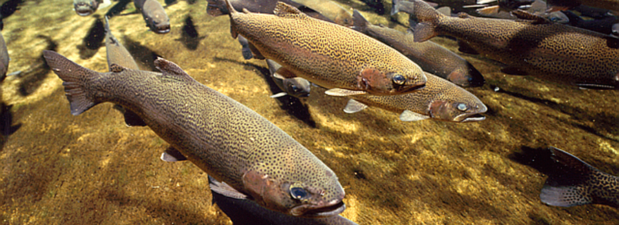 Fish